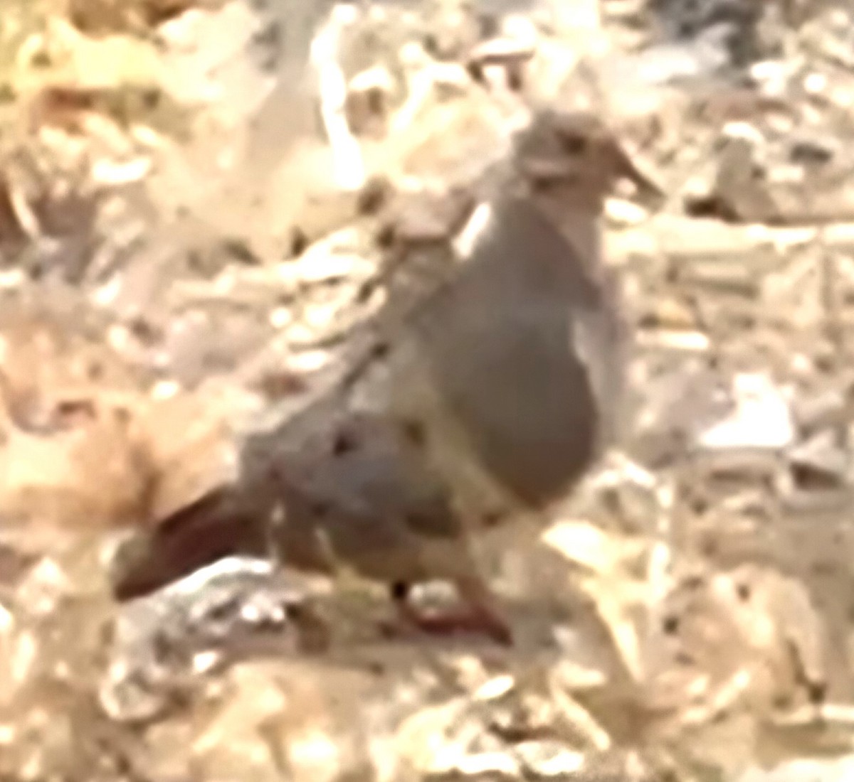 Mourning Dove - Gautham Mohan