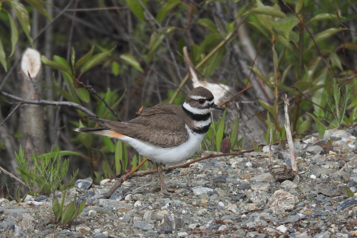 Killdeer - Gary Davidson