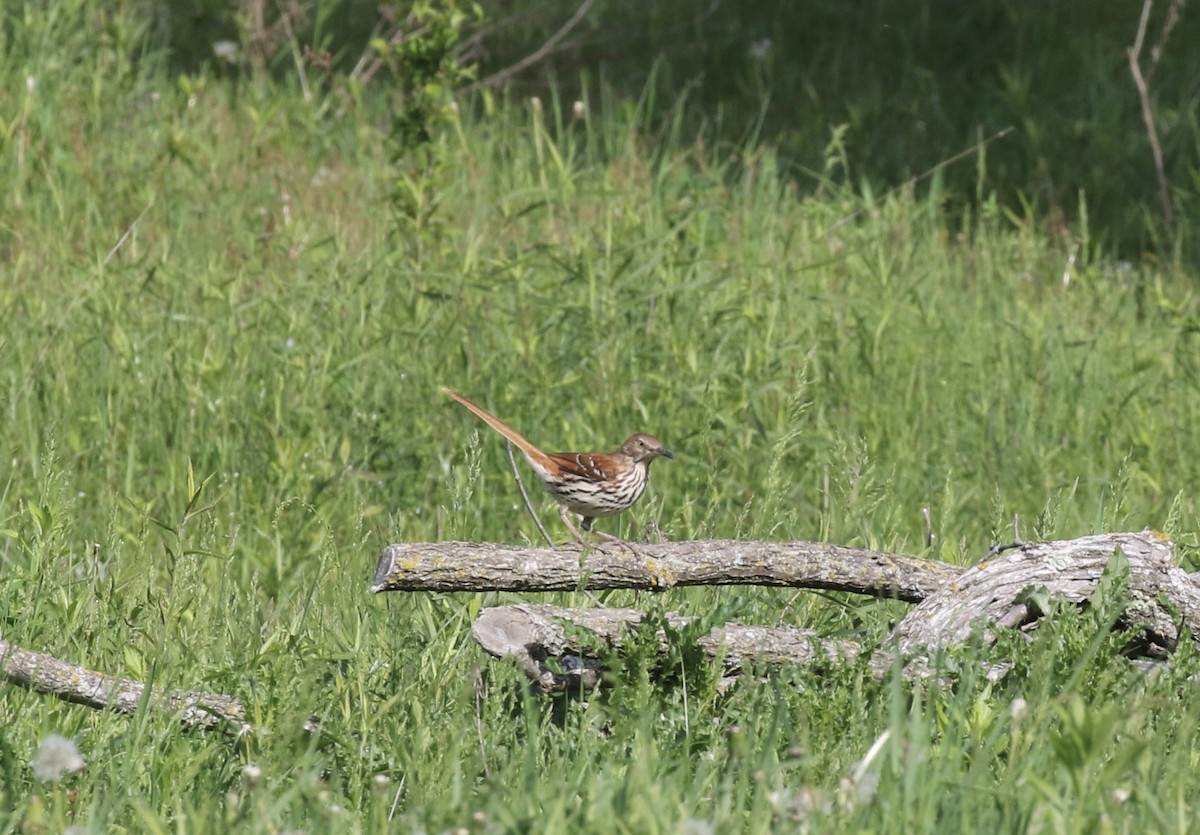 Brown Thrasher - Mary Backus