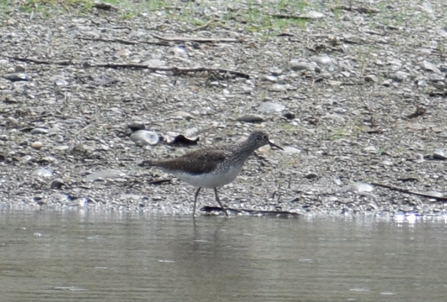 Solitary Sandpiper - ML619491935