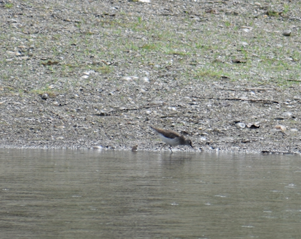 Solitary Sandpiper - ML619491936