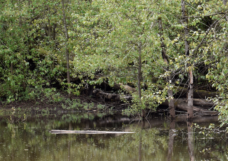 Solitary Sandpiper - Angela Hansen