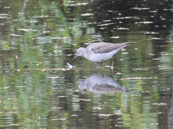 Solitary Sandpiper - Angela Hansen