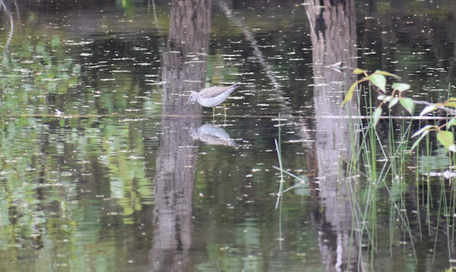 Solitary Sandpiper - ML619491946