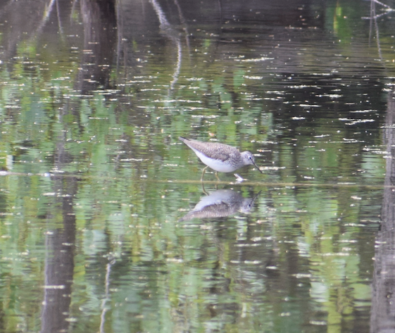 Solitary Sandpiper - ML619491951