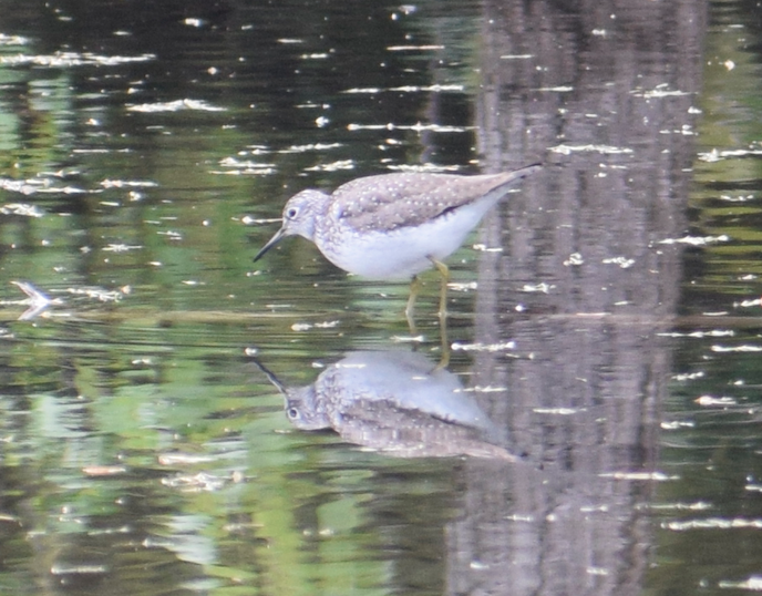 Solitary Sandpiper - Angela Hansen