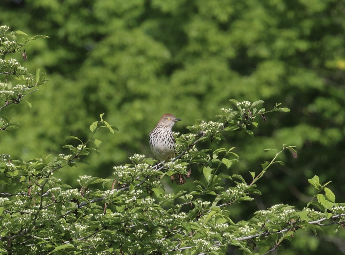 Brown Thrasher - Mary Backus