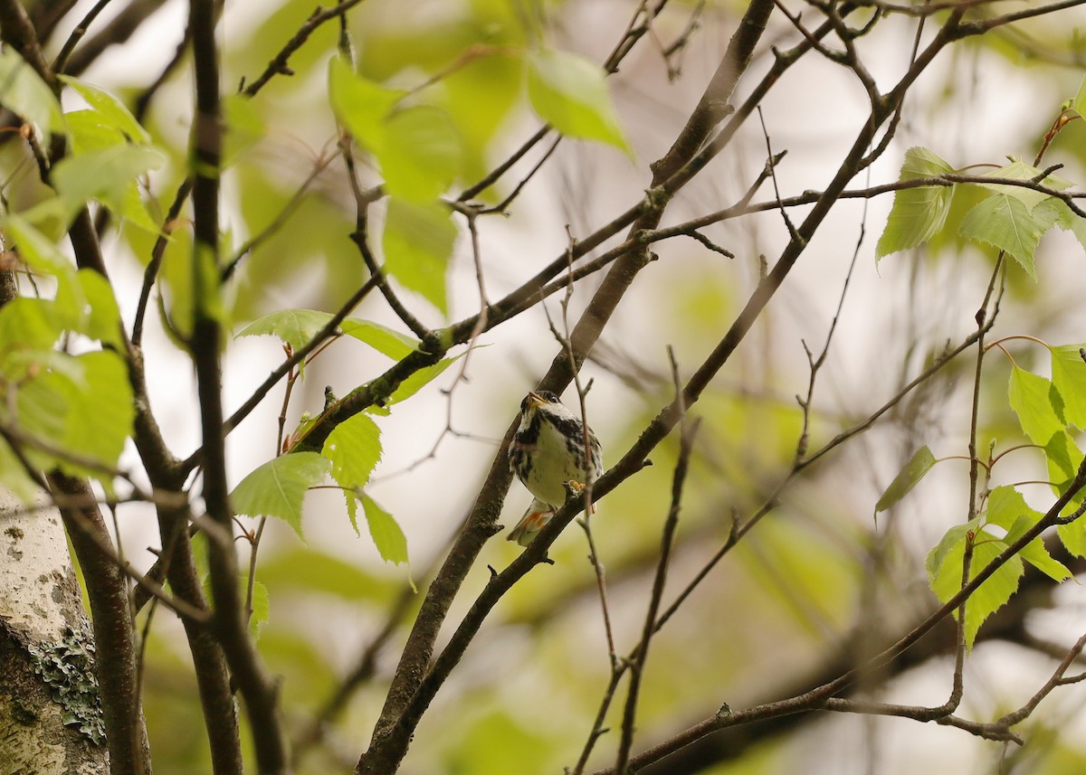 Blackpoll Warbler - ML619491958