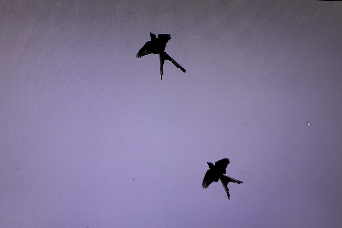 Scissor-tailed Flycatcher - Jerry Decker