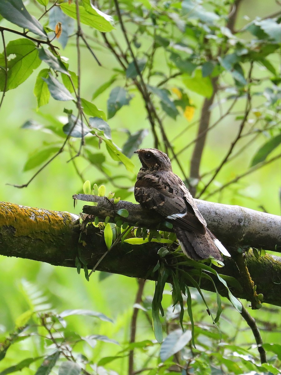 Large-tailed Nightjar - ML619491970