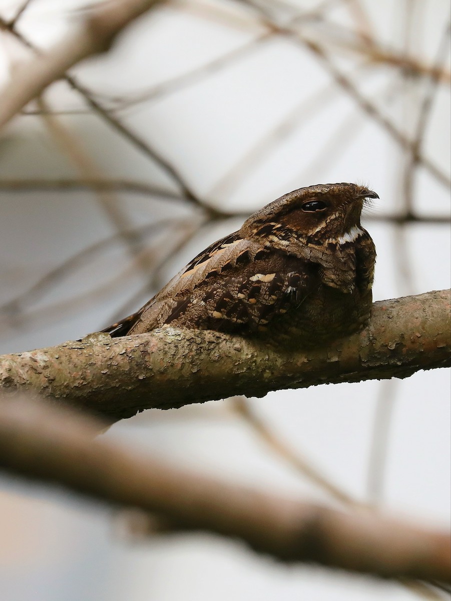 Large-tailed Nightjar - Matthias Alberti