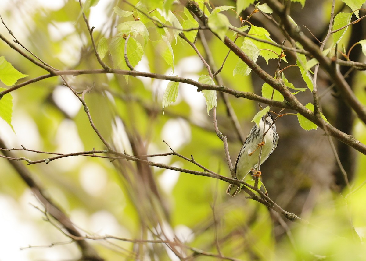 Blackpoll Warbler - Claude Allard