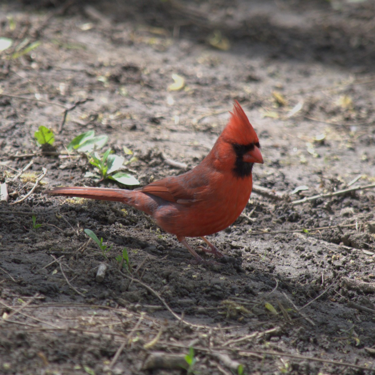 Northern Cardinal - ML619491985