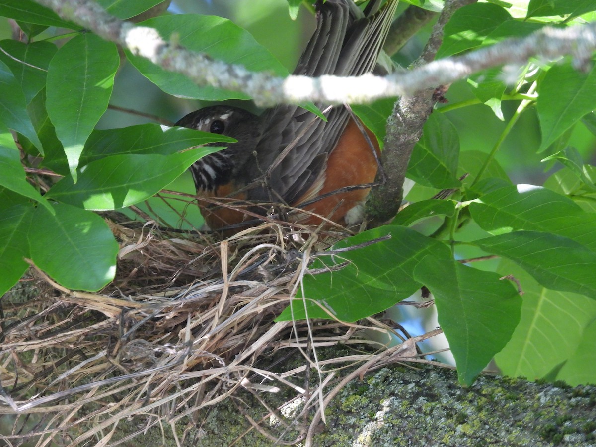 American Robin - Rich Ziegler