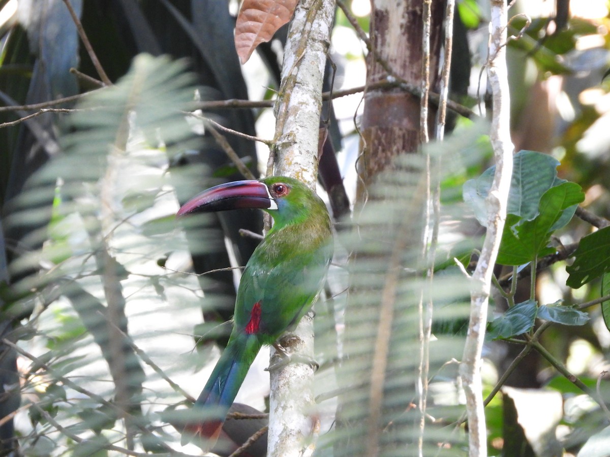 Crimson-rumped Toucanet - Andrés Olmos Sánchez