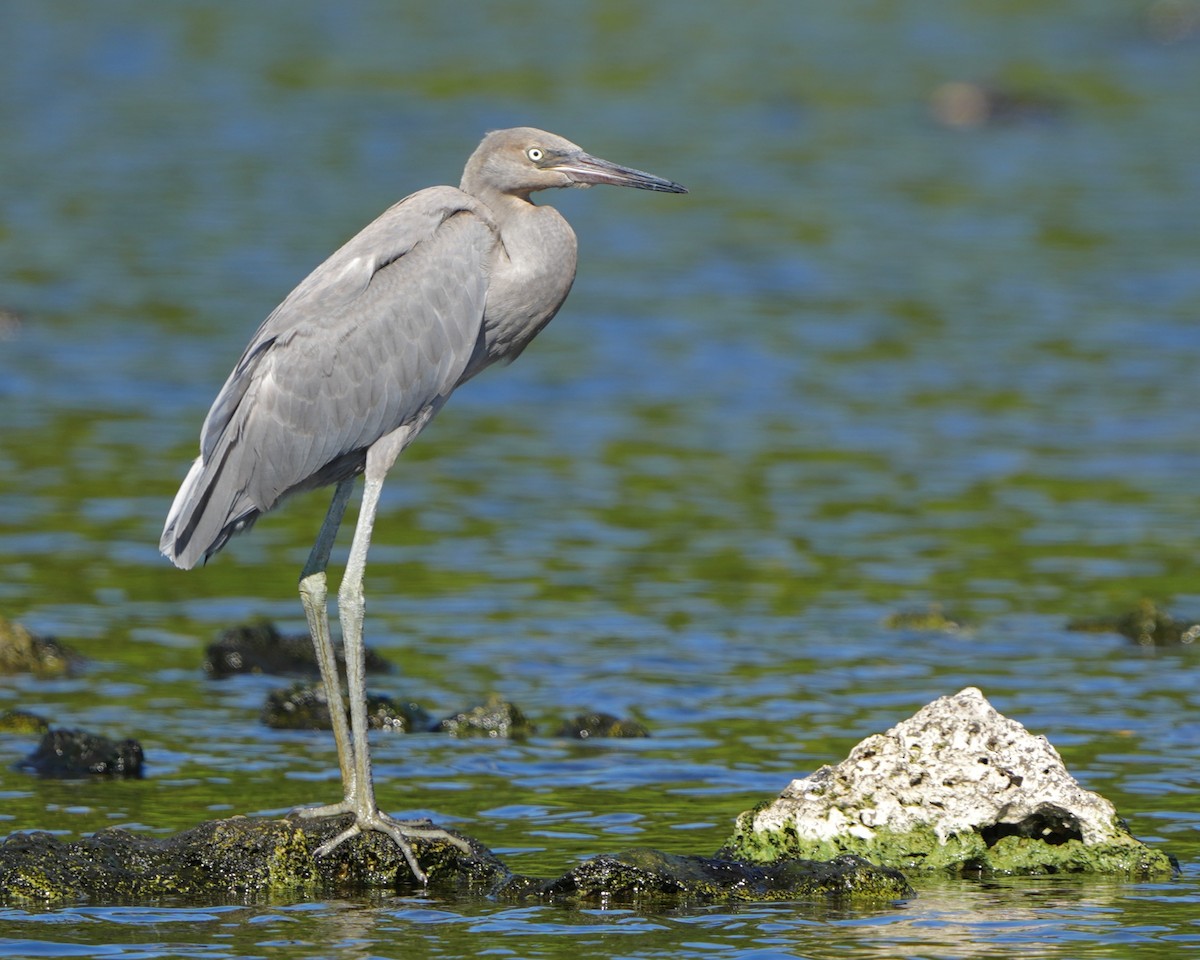 Reddish Egret - Gloria Markiewicz