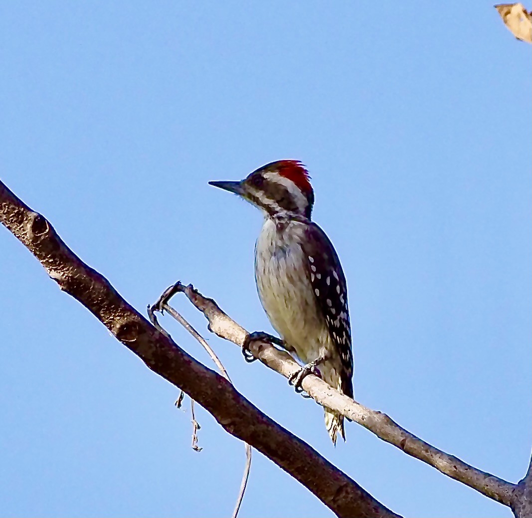 Brown-backed Woodpecker - Tony Conway