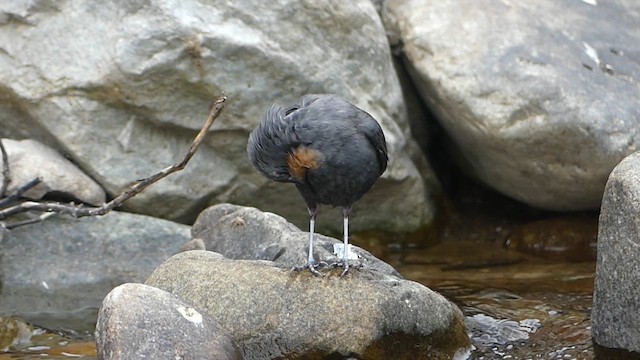 Rufous-throated Dipper - ML619492005