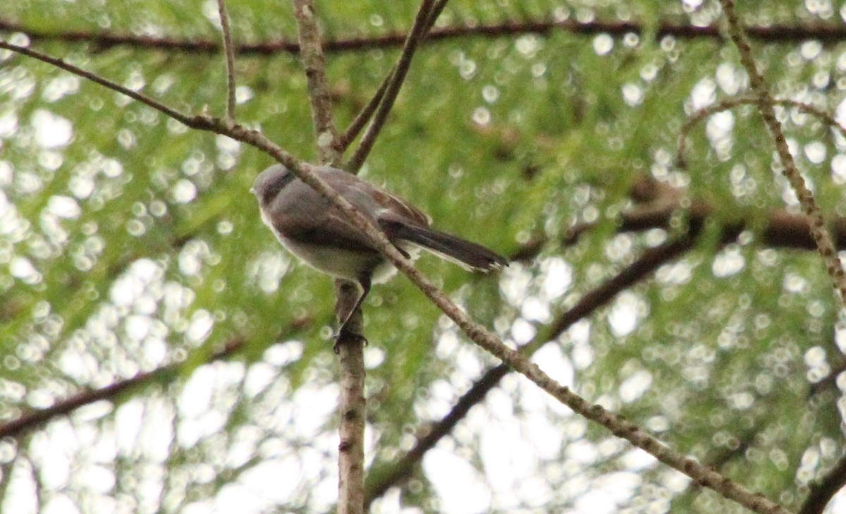 Blue-gray Gnatcatcher - Carole Swann