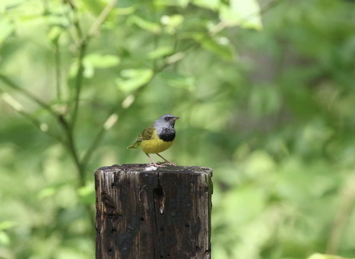 Mourning Warbler - Mary Backus