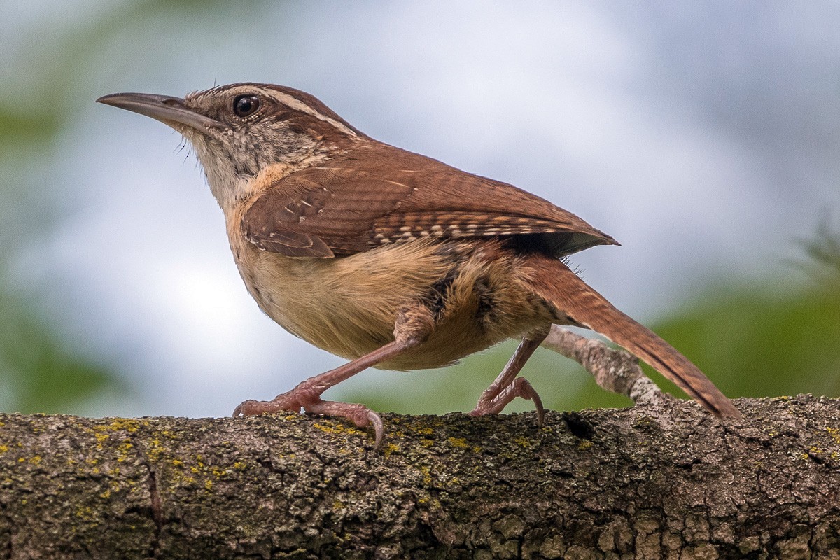 Carolina Wren - Juan Miguel Artigas Azas