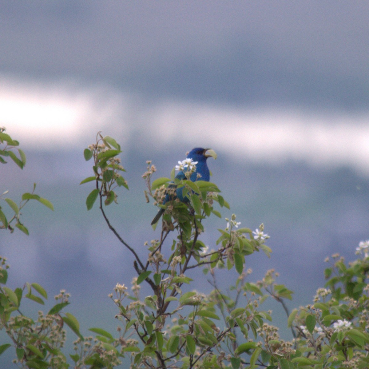 Indigo Bunting - Veronique Jean