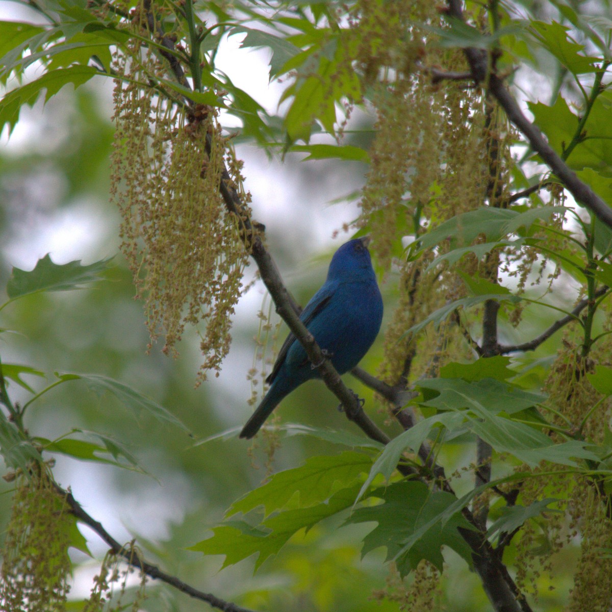 Indigo Bunting - Veronique Jean