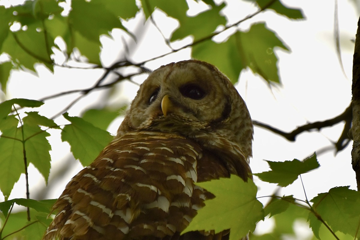 Barred Owl - Amanda Davis