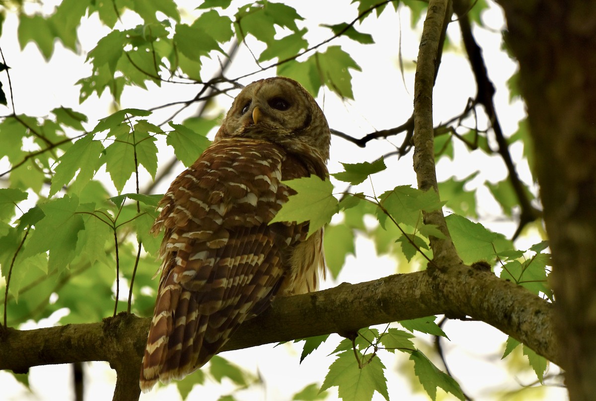 Barred Owl - Amanda Davis