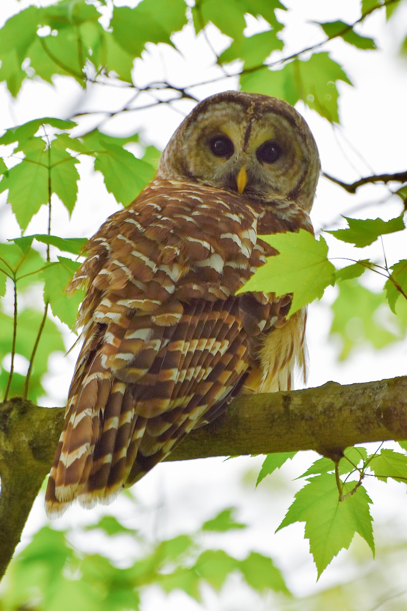 Barred Owl - Amanda Davis