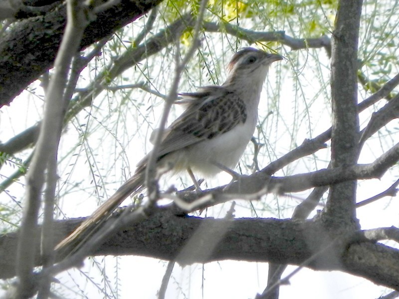 Striped Cuckoo - ML619492036