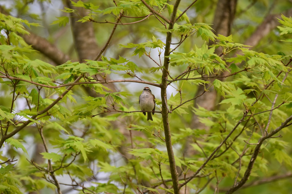 Chipping Sparrow - Amanda Davis