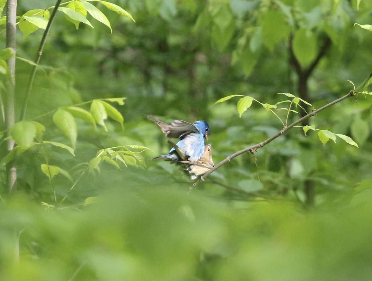 Indigo Bunting - Mary Backus