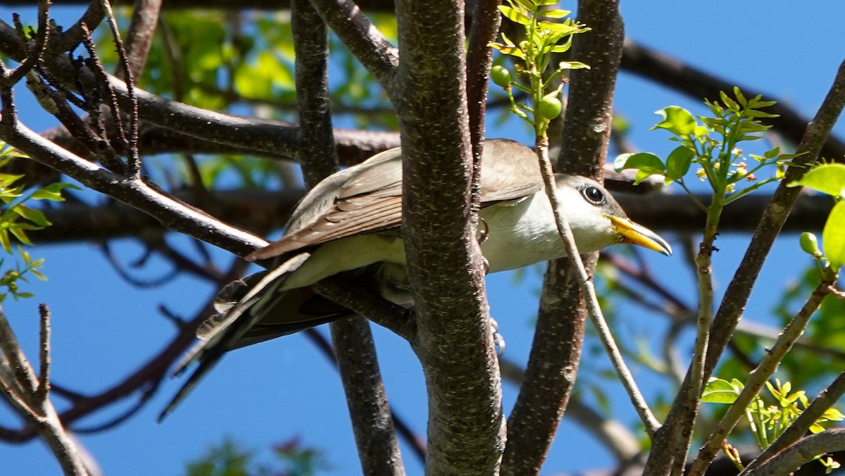 Yellow-billed Cuckoo - MICHELLE perez