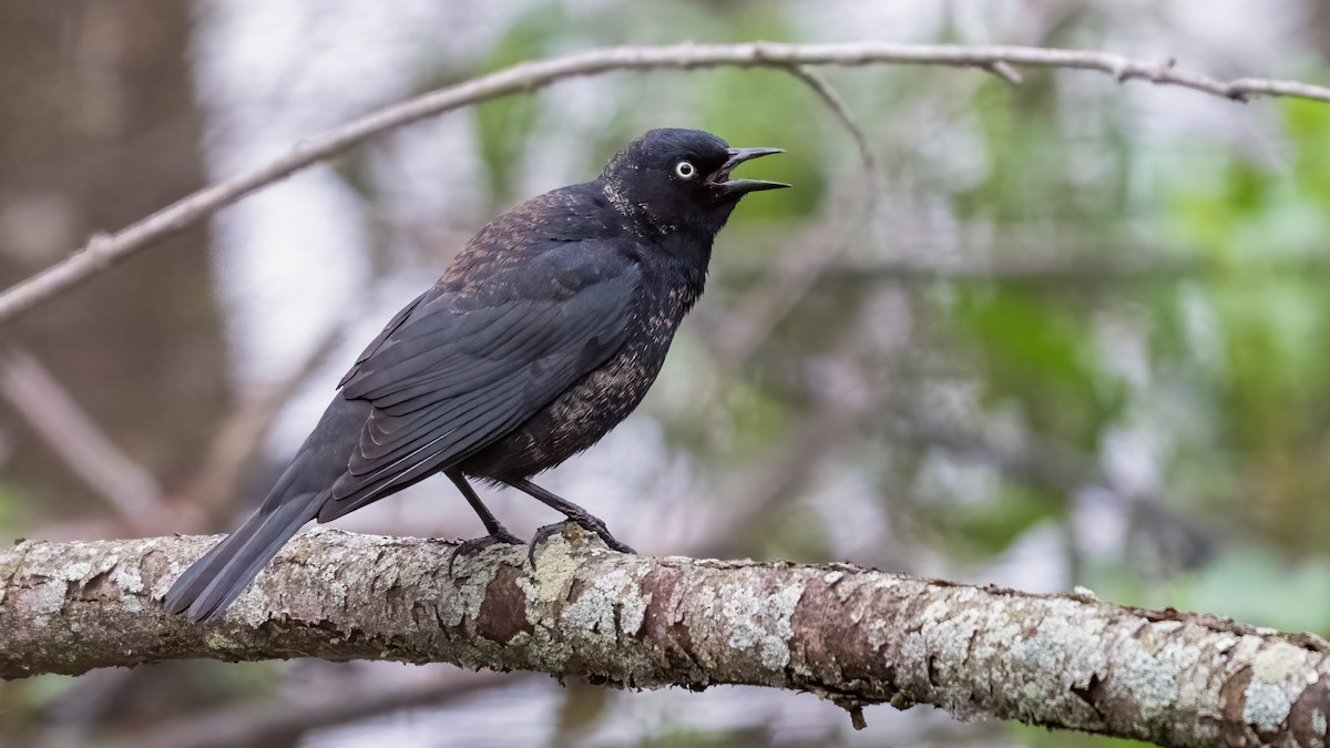 Rusty Blackbird - Tom Hudson