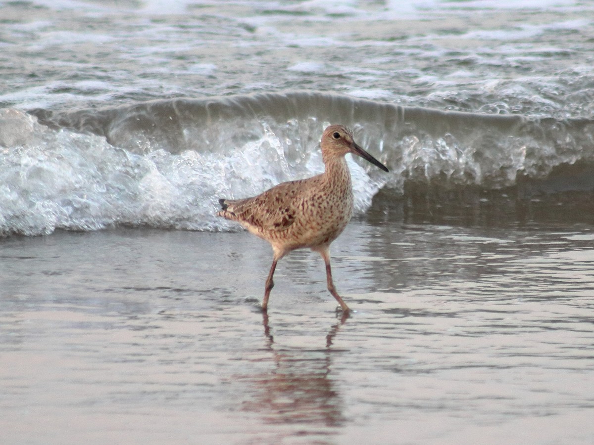 Willet - Adrian Gonzalez