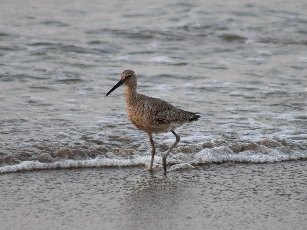 Willet - Adrian Gonzalez