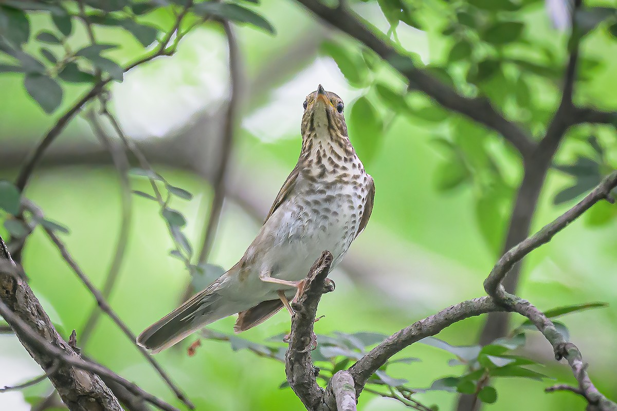 Swainson's Thrush - Janet Hix