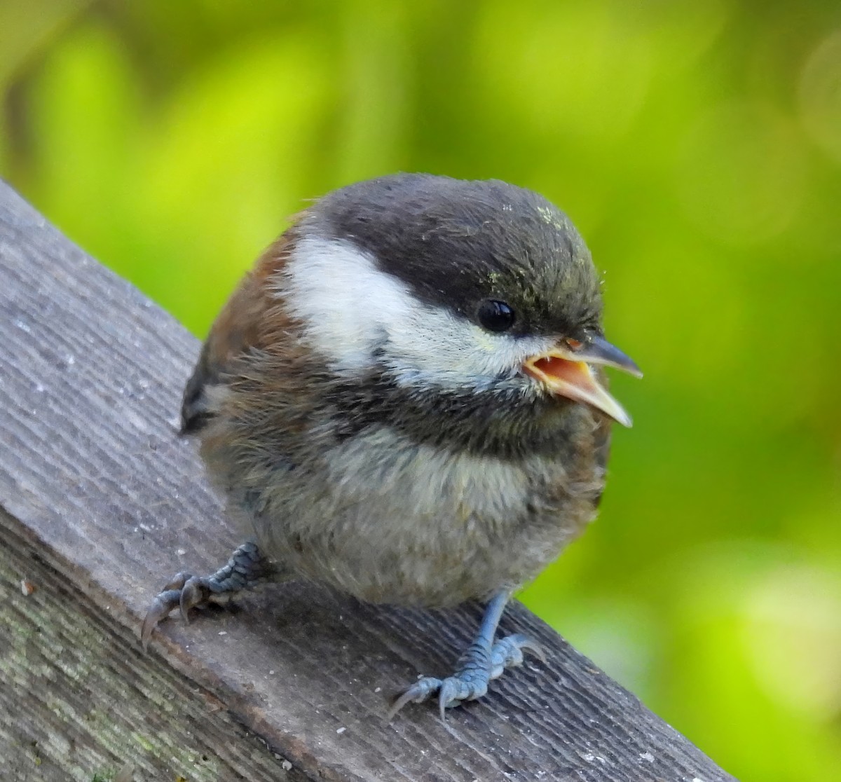 Chestnut-backed Chickadee - Barbara Dye