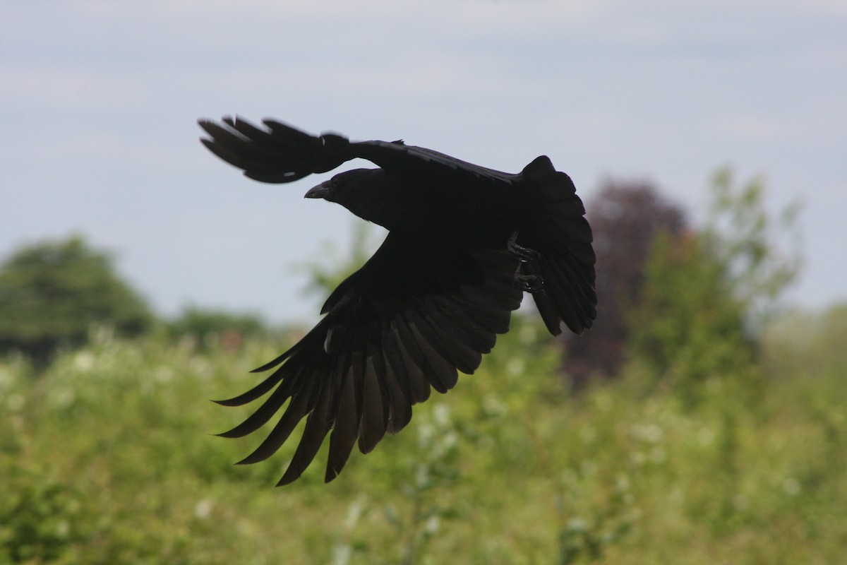 Carrion Crow - Avery Chan