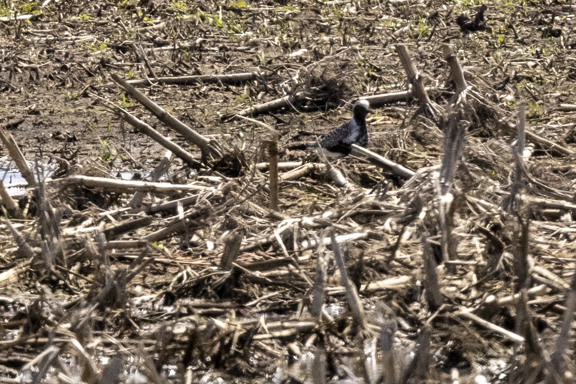 Black-bellied Plover - Ed kendall