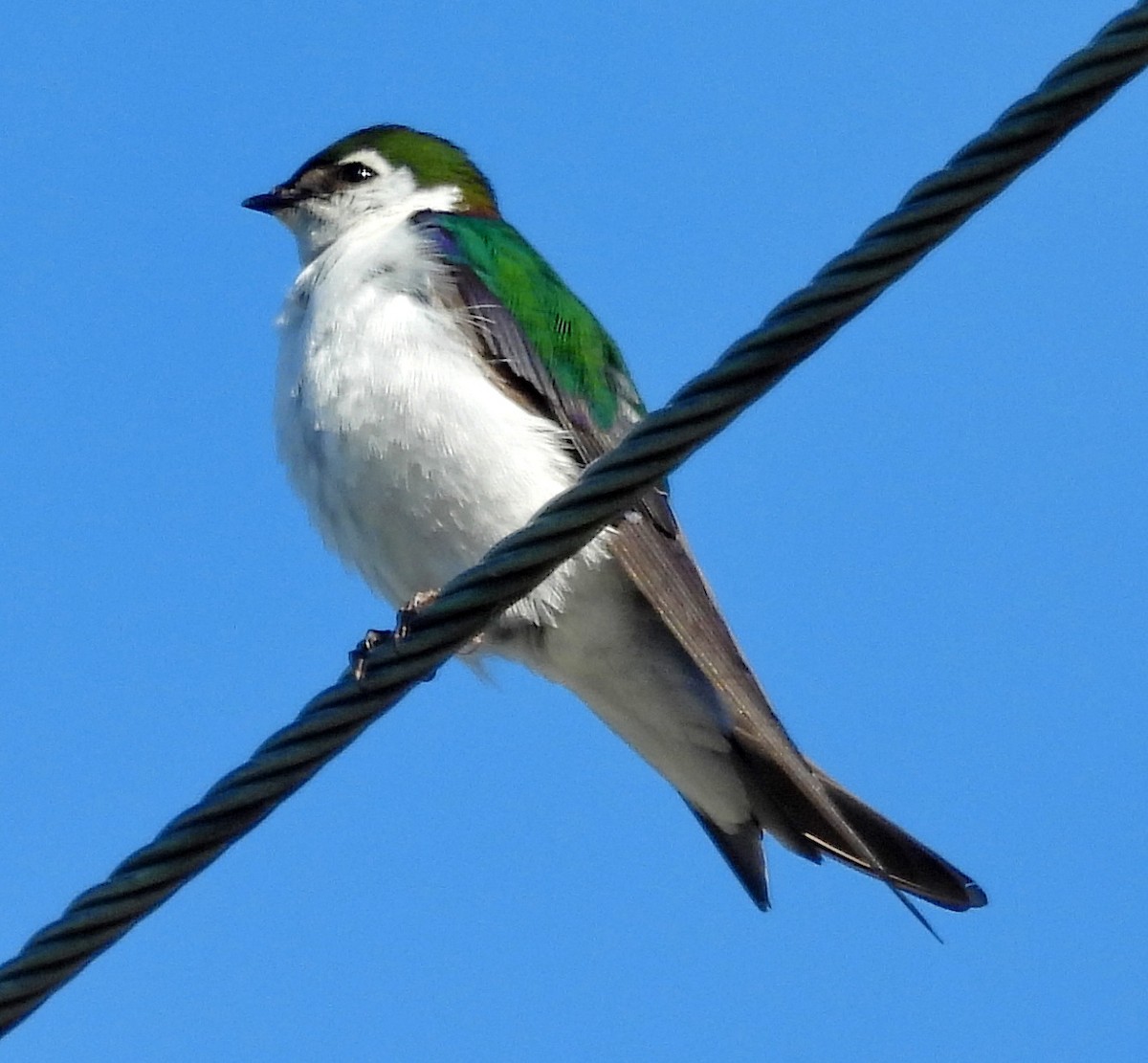 Violet-green Swallow - Barbara Dye