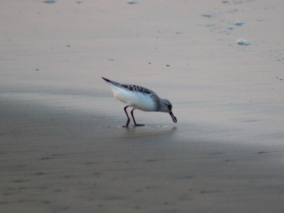 Sanderling - Adrian Gonzalez