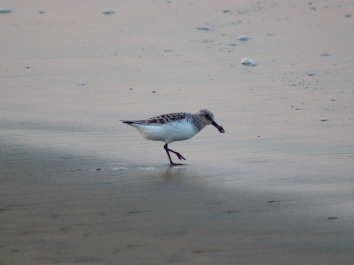 Sanderling - Adrian Gonzalez