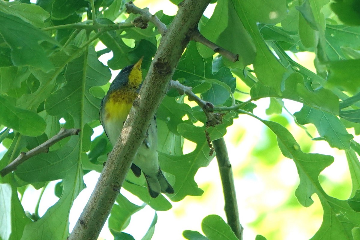 Northern Parula - Lin McGrew