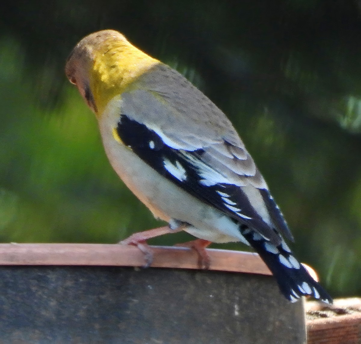 Evening Grosbeak - Barbara Dye