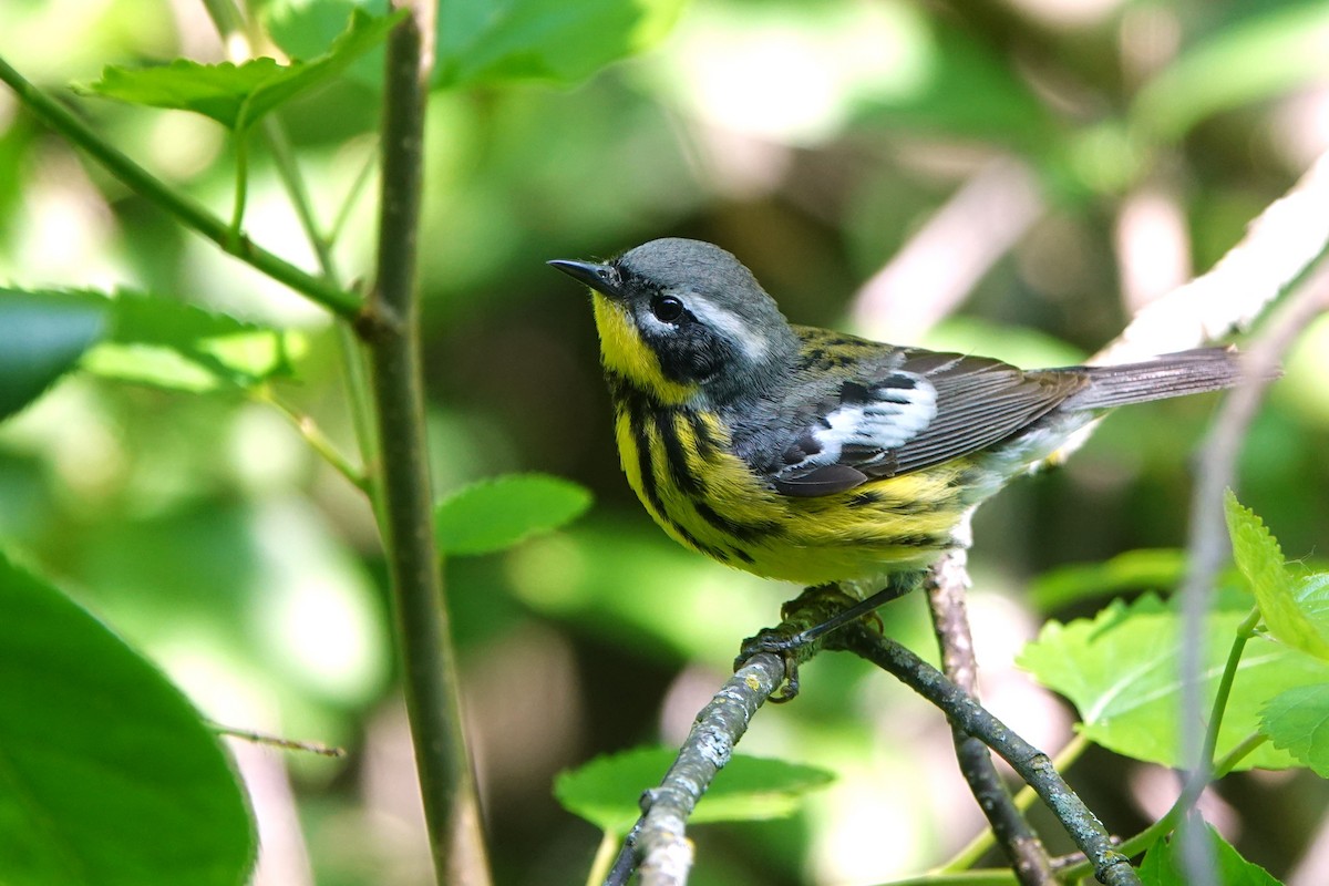 Magnolia Warbler - ML619492087