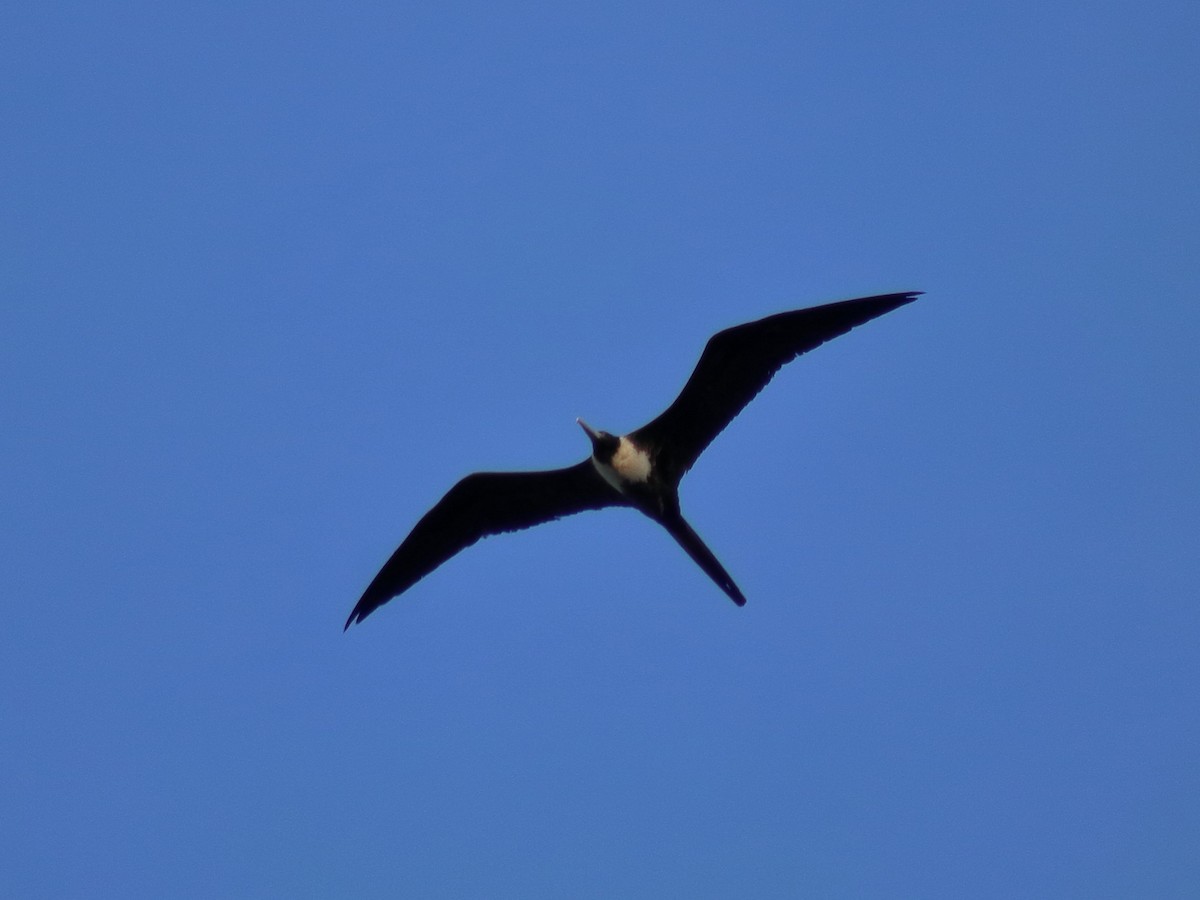 Magnificent Frigatebird - Adrian Gonzalez