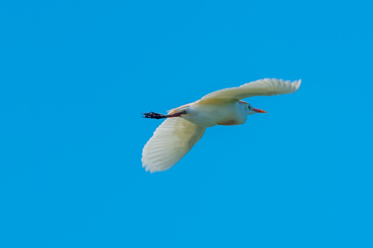 Western Cattle Egret - ML619492092