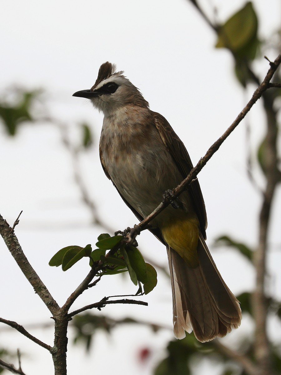 Yellow-vented Bulbul - Matthias Alberti